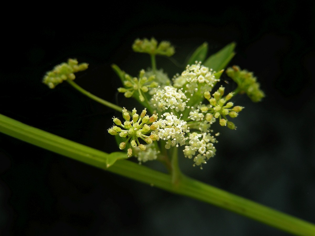 Selderij, selderie of selder (Apium graveolens) – De Spirituele Wereld